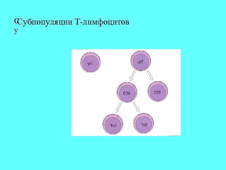 С Субпопуляции Т-лимфоцитов у 