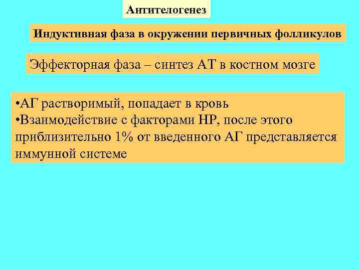 Антителогенез Индуктивная фаза в окружении первичных фолликулов Эффекторная фаза – синтез АТ в костном