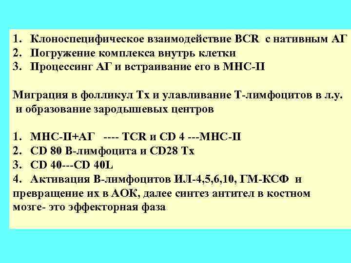 1. Клоноспецифическое взаимодействие BCR с нативным АГ 2. Погружение комплекса внутрь клетки 3. Процессинг