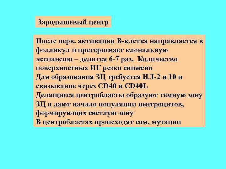 Зародышевый центр После перв. активации В-клетка направляется в фолликул и претерпевает клональную экспансию –