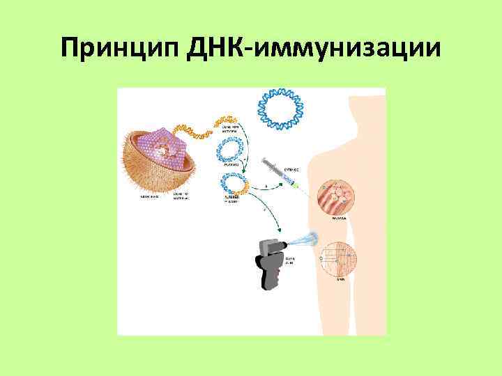 Получение генно инженерных вакцин схема