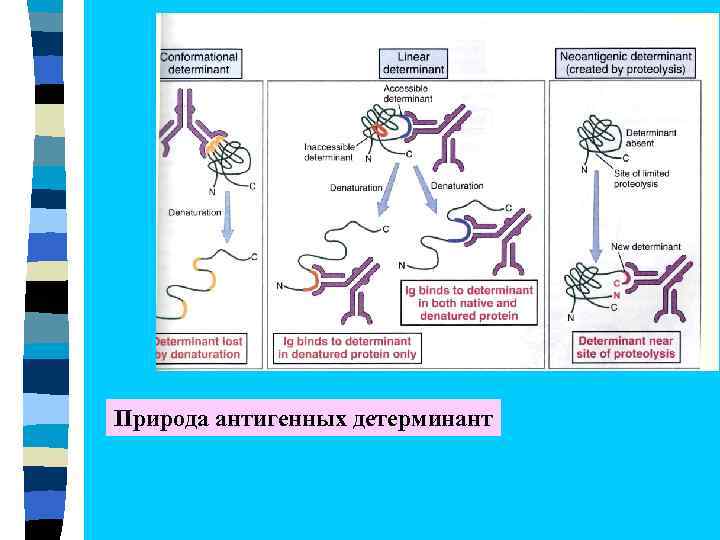 Природа антигенных детерминант 