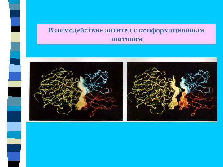 Взаимодействие антител с конформационным эпитопом 