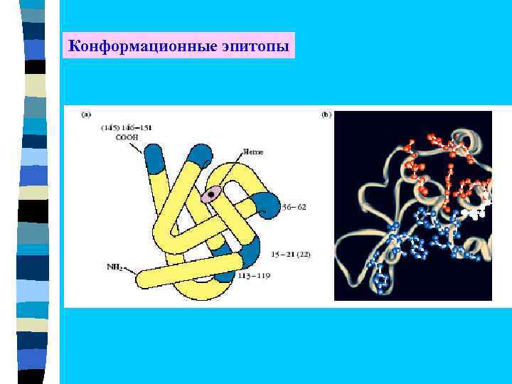 Конформационные эпитопы 
