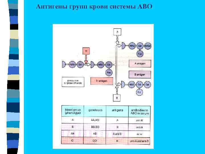 Антигены групп крови системы АВО 