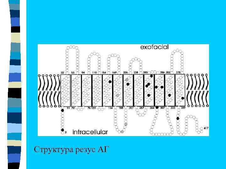 Cтруктура резус АГ 