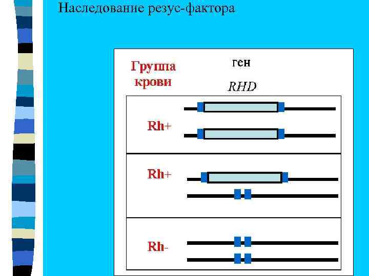 Наследование резус-фактора 