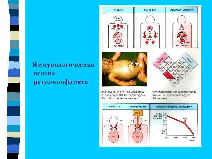 Иммунологическая основа резус-конфликта 