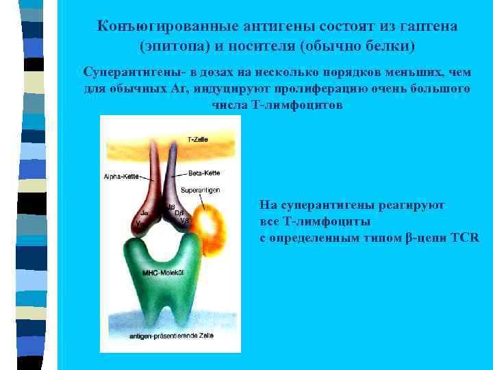 Конъюгированные антигены состоят из гаптена (эпитопа) и носителя (обычно белки) Суперантигены- в дозах на