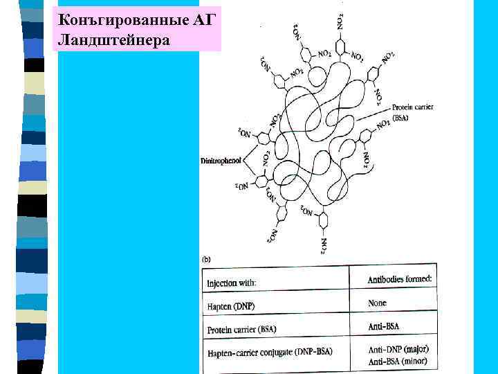 Конъгированные АГ Ландштейнера 