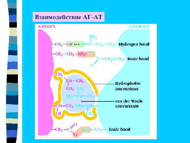 Взаимодействие АГ-АТ 