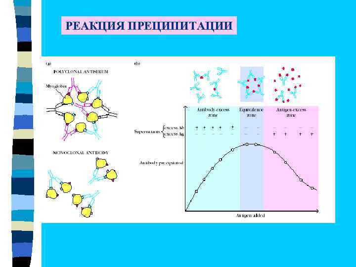 Реакция преципитации презентация