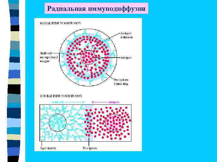 Радиальная иммунодиффузия 
