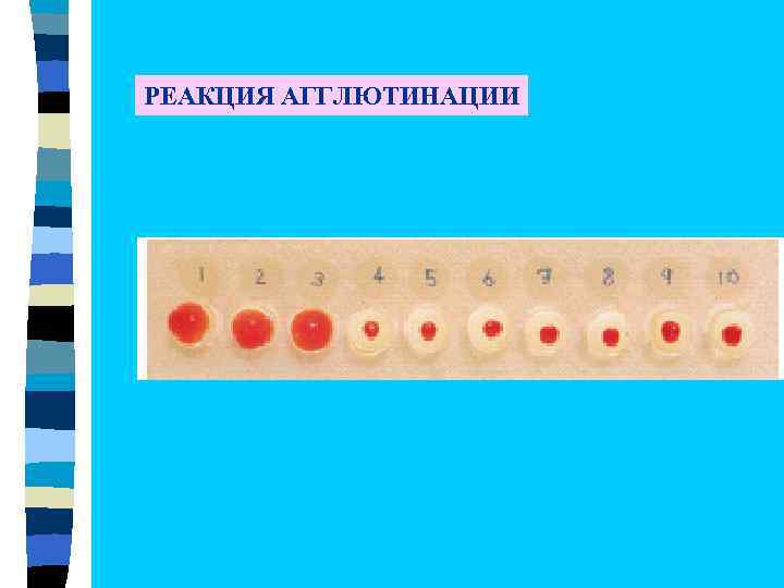 Реакция агглютинации фото