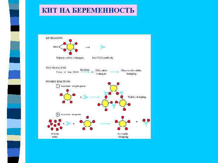 КИТ НА БЕРЕМЕННОСТЬ 