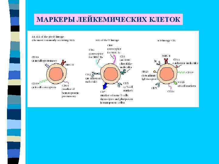 МАРКЕРЫ ЛЕЙКЕМИЧЕСКИХ КЛЕТОК 