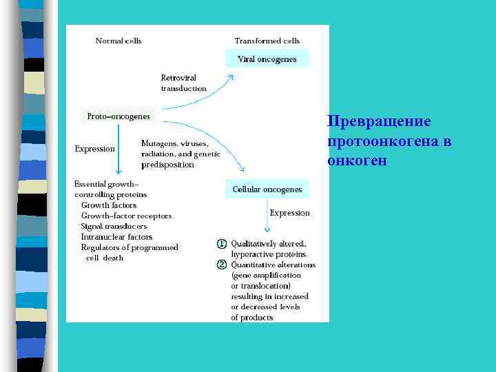 Превращение протоонкогена в онкоген 
