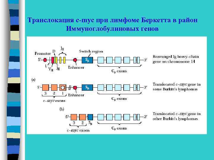 Транслокация c-myc при лимфоме Беркетта в район Иммуноглобулиновых генов 
