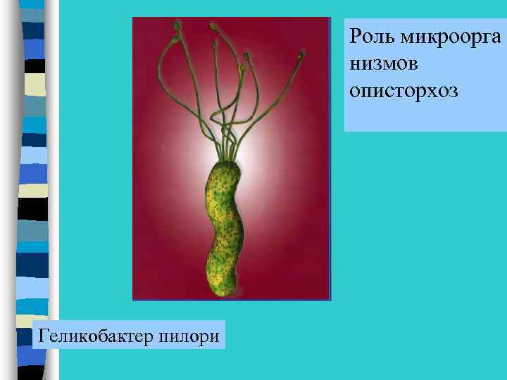 Роль микроорга низмов описторхоз Геликобактер пилори 