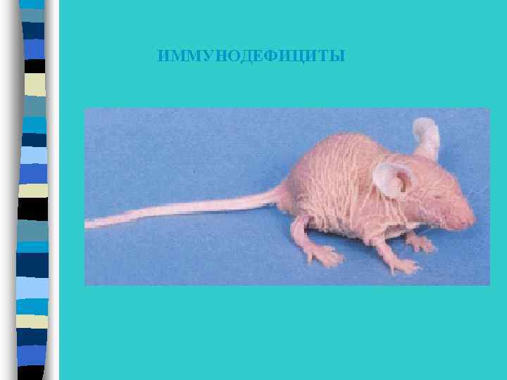 ИММУНОДЕФИЦИТЫ 