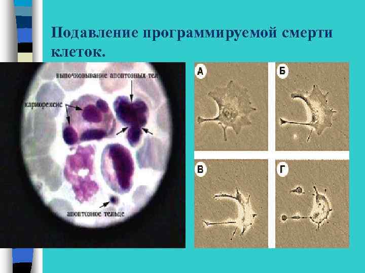 Подавление программируемой смерти клеток. 