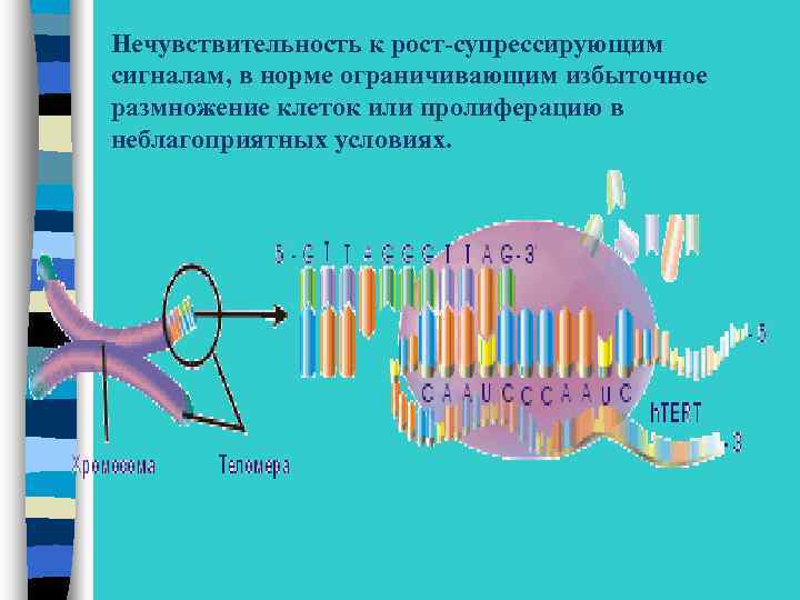Нечувствительность к рост-супрессирующим сигналам, в норме ограничивающим избыточное размножение клеток или пролиферацию в неблагоприятных
