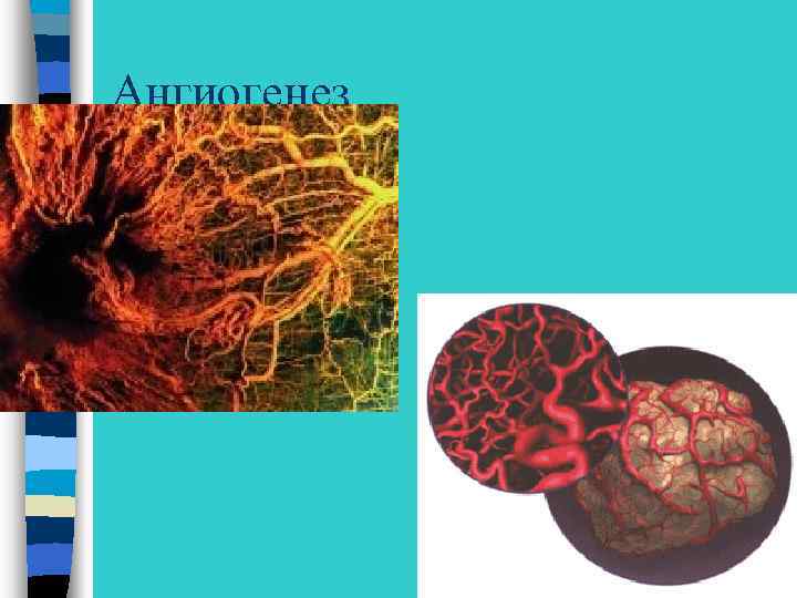 Ангиогенез 