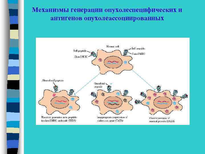 Mеханизмы генерации опухолеспецифических и антигенов опухолеассоциированных 