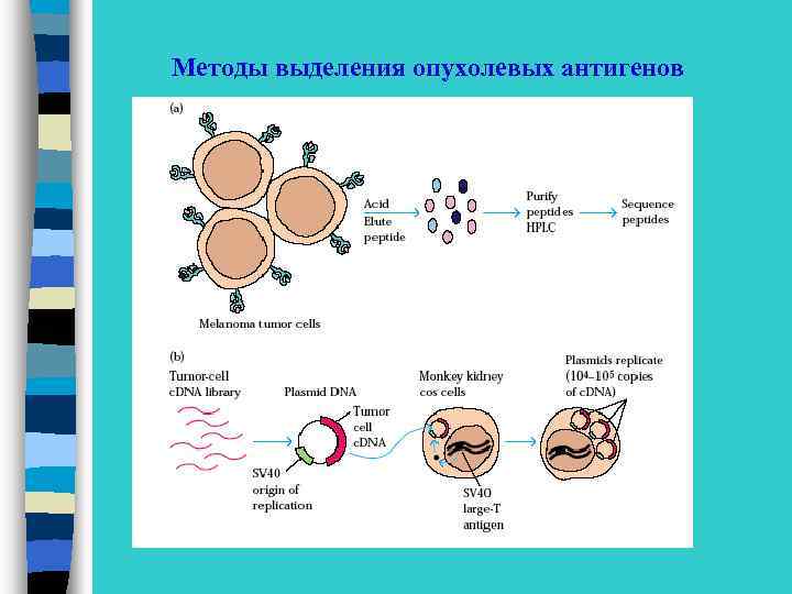 Методы выделения опухолевых антигенов 