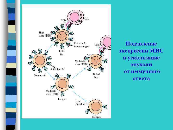 Механизмы ускользания от иммунной защиты. Механизмы ускользания опухоли от иммунного ответа. Иммунный ответ на опухоль. Схема иммунного ответа на опухоль. Механизмы уклонения опухоли от иммунной защиты.