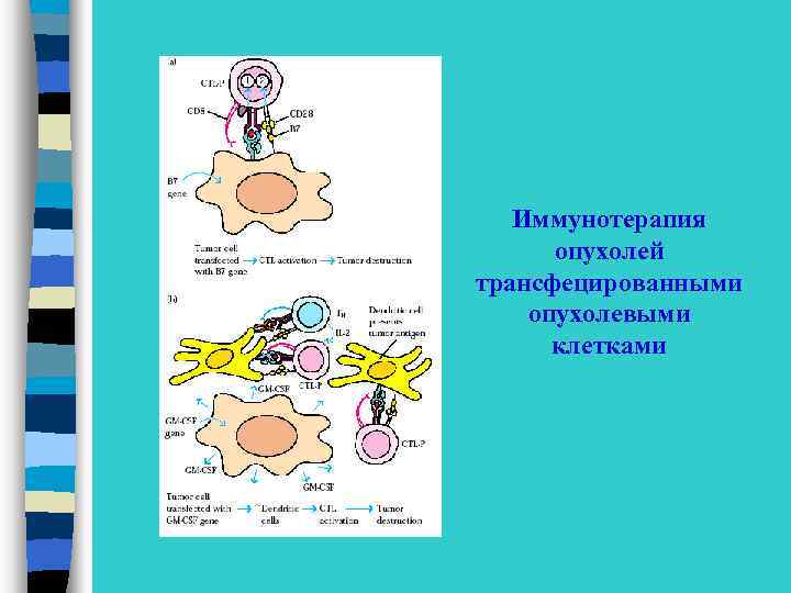 Иммунотерапия опухолей трансфецированными опухолевыми клетками 
