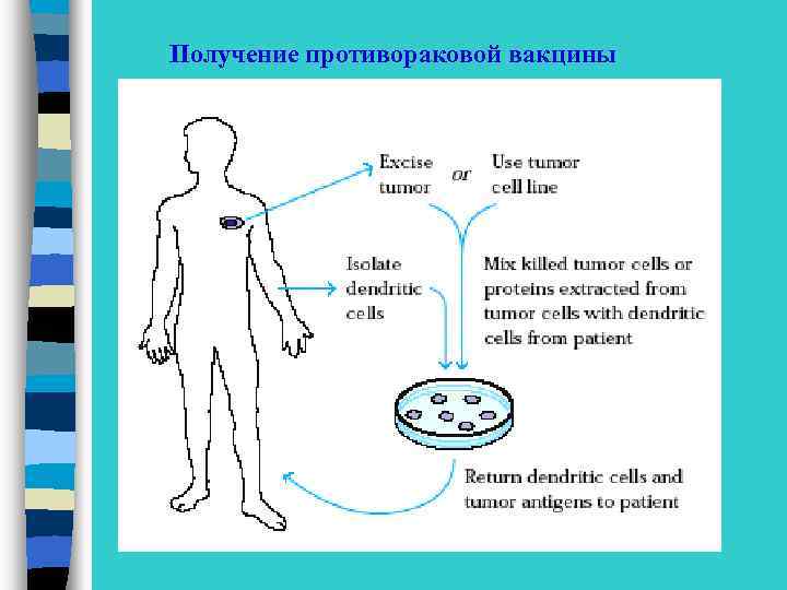 Получение противораковой вакцины 