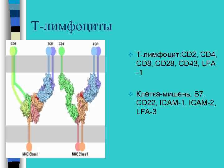 Т-лимфоциты v Т-лимфоцит: CD 2, CD 4, CD 8, CD 28, CD 43, LFA