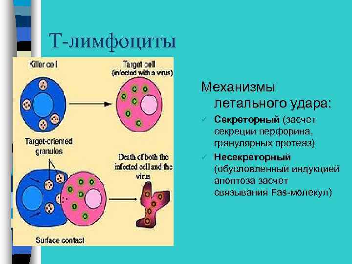 T-лимфоциты Механизмы летального удара: Секреторный (засчет секреции перфорина, гранулярных протеаз) ü Несекреторный (обусловленный индукцией