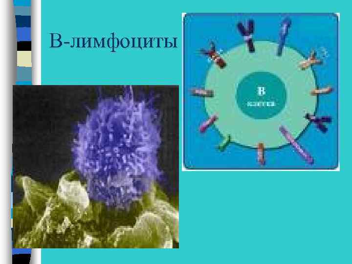 В-лимфоциты 