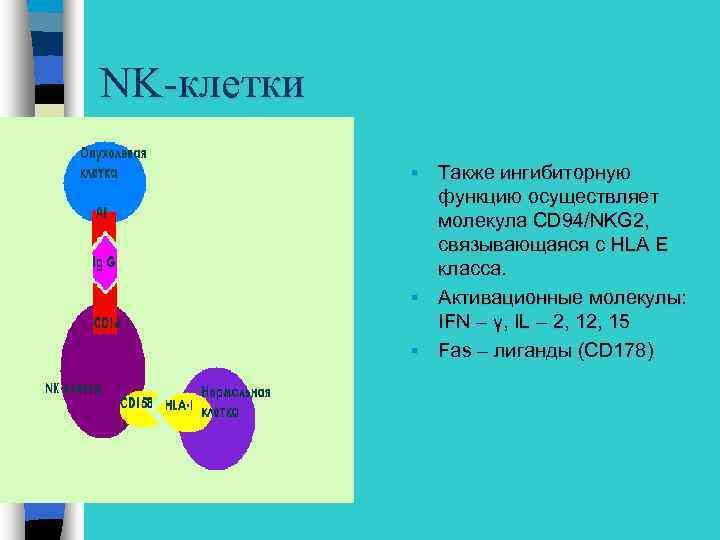 NK-клетки Также ингибиторную функцию осуществляет молекула CD 94/NKG 2, связывающаяся с HLA E класса.