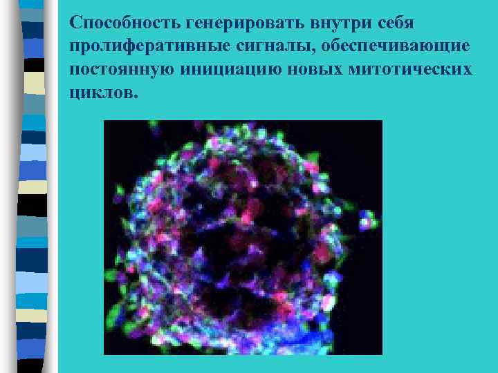 Способность генерировать внутри себя пролиферативные сигналы, обеспечивающие постоянную инициацию новых митотических циклов. 