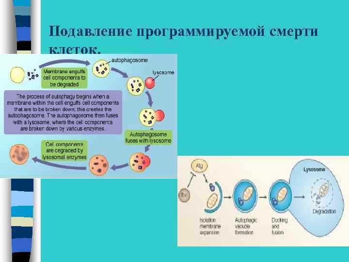 Подавление программируемой смерти клеток. 