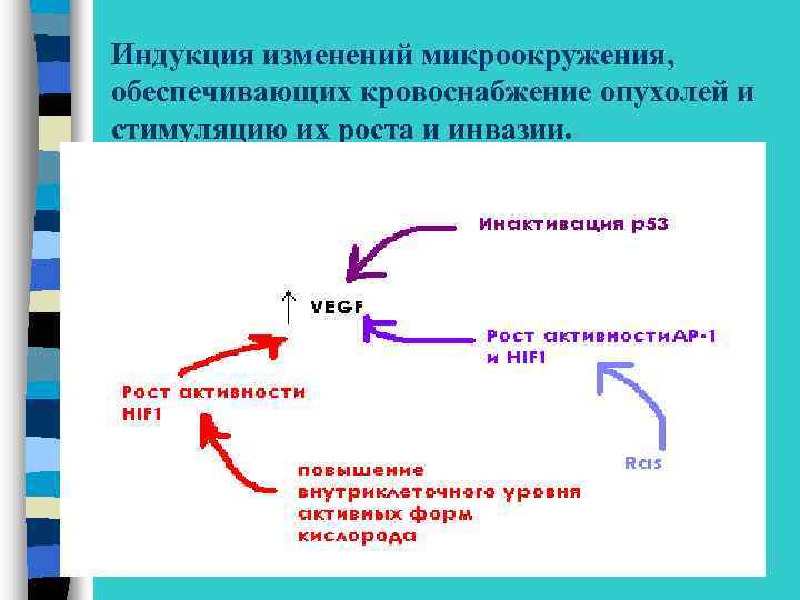 Индукция изменений микроокружения, обеспечивающих кровоснабжение опухолей и стимуляцию их роста и инвазии. 