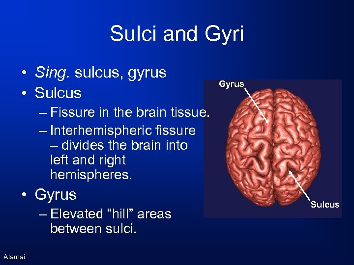 Sulci and Gyri • Sing. sulcus, gyrus • Sulcus Gyrus – Fissure in the