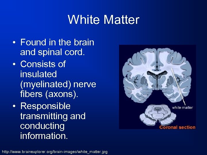 White Matter • Found in the brain and spinal cord. • Consists of insulated