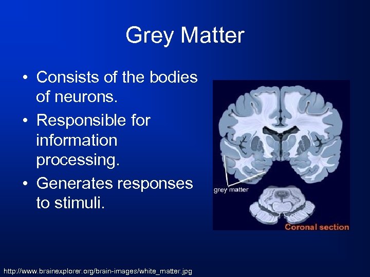 Grey Matter • Consists of the bodies of neurons. • Responsible for information processing.