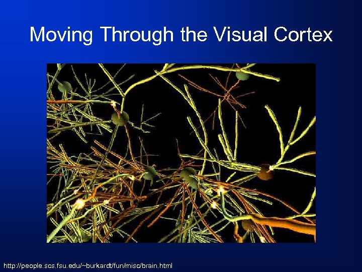 Moving Through the Visual Cortex http: //people. scs. fsu. edu/~burkardt/fun/misc/brain. html 