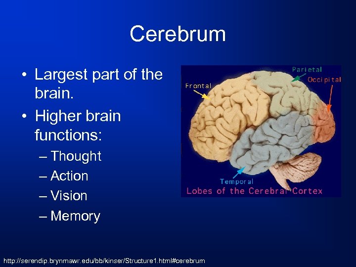 Cerebrum • Largest part of the brain. • Higher brain functions: – Thought –