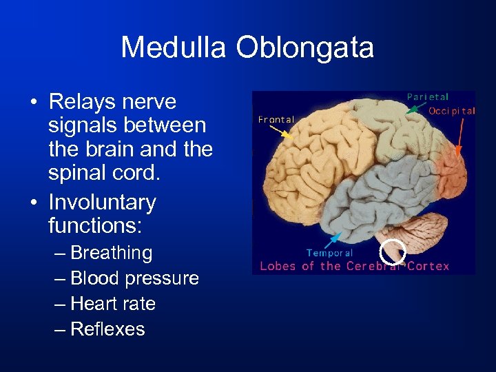 Medulla Oblongata • Relays nerve signals between the brain and the spinal cord. •