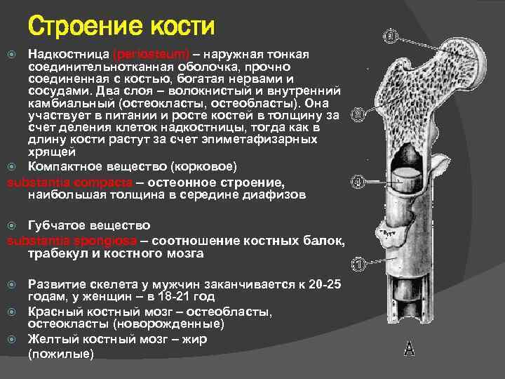 Строение кости Надкостница (periosteum) – наружная тонкая соединительнотканная оболочка, прочно соединенная с костью, богатая