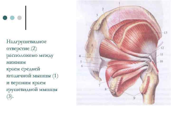 Надгрушевидное отверстие (2) расположено между нижним краем средней ягодичной мышцы (1) и верхним краем