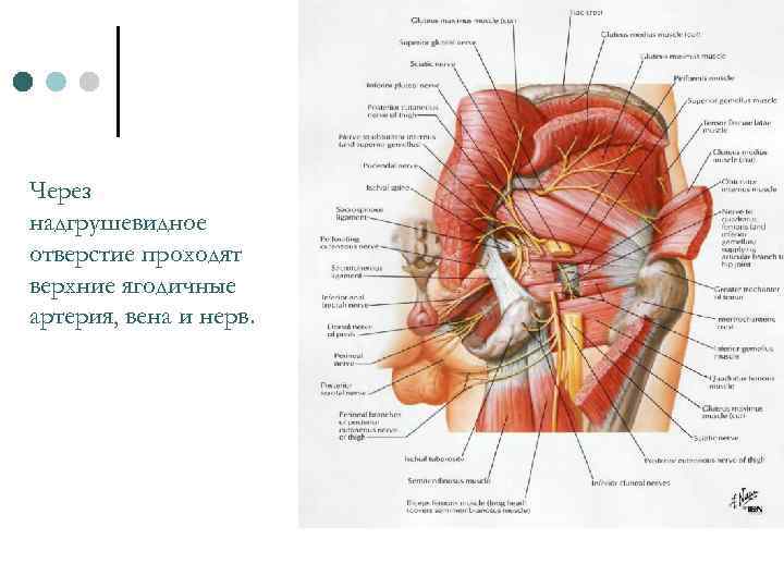 Через надгрушевидное отверстие проходят верхние ягодичные артерия, вена и нерв. 