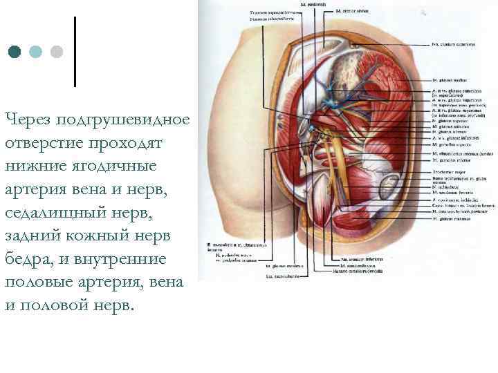 Через подгрушевидное отверстие проходят нижние ягодичные артерия вена и нерв, седалищный нерв, задний кожный
