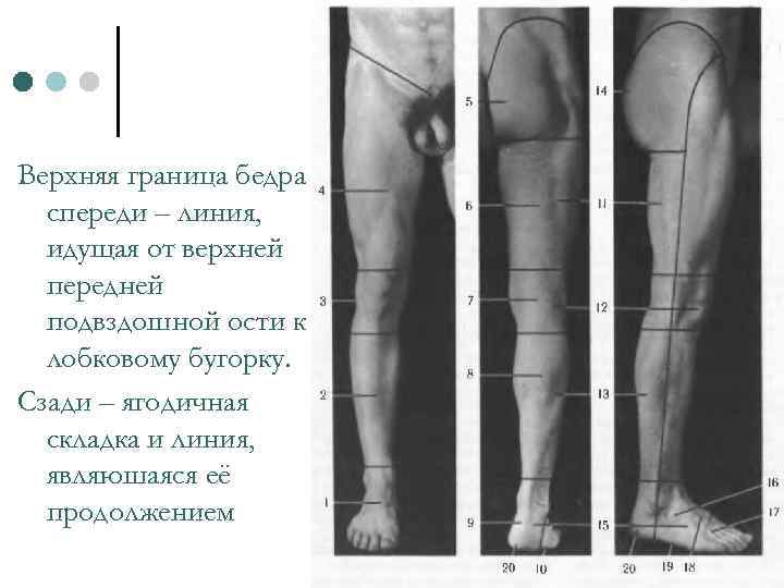 Верхняя граница бедра спереди – линия, идущая от верхней передней подвздошной ости к лобковому